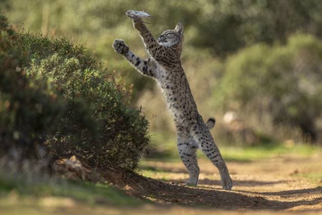 Pardelluchs (Lynx pardinus), junges Männchen, spielt mit Ratte, Beute, La Mancha, Spanien, Europa Lynx pardinus, young male, playing with rat, prey, La Mancha, Spain, Europe Copyright: imageBROKER RainerxMüller ibxrml12825783.jpg