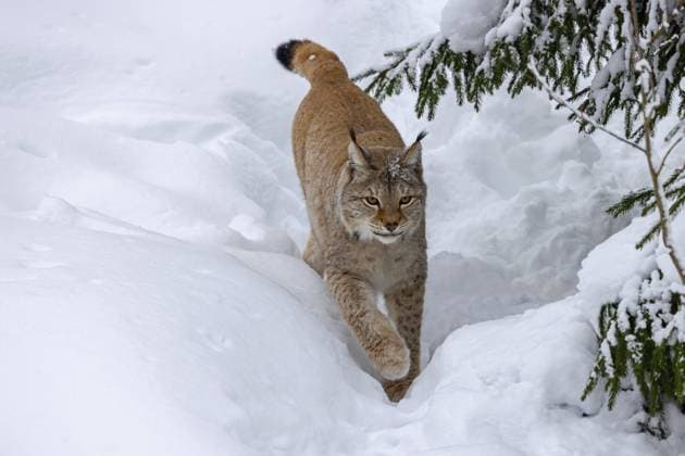 Eurasischer Luchs, Nordluchs (Lynx lynx lynx) bei der Jagd im dichten Schnee im Winter, Skandinavien Eurasian lynx, Northern lynx (Lynx lynx lynx) hunting in thick snow in winter, Scandinavia Copyright: imageBROKER alimdix xArterrax xS ibltsm12838519.jpg