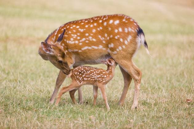 Eine Dybowski Hirschkuh (Cervus nippon hortulorum) säugt und pflegt ihr Kalb auf einer grünen Wiese A Dybowski doe (Cervus nippon hortulorum) nurses and suckles her calf on a green meadow Copyright: imageBROKER photoholic iblprw12838095.jpg