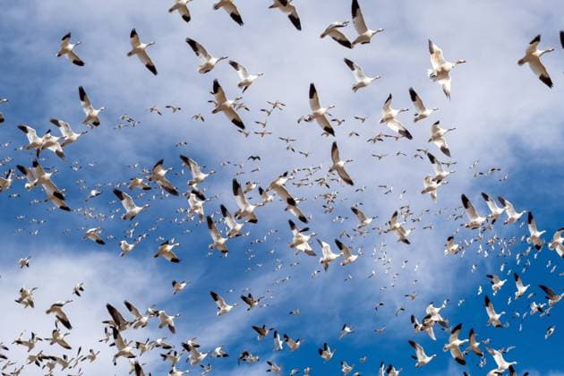 Creative Highlights World February 10, 2025: Thousands of Snow Geese, Sandhill Cranes, and many other waterfowl rely on Bosque del Apache National Wildlife Refuge each year as their winter habitat. Located between the Chihuahua Desert uplands and fed by the Rio Grande River, the Bosque del Apache National Wildlife Refuge provides a vital habitat critical to a wide variety of plants, animals, and waterfowl of the Southwestern United States. Bosque del Apache National Wildlife Refuge, San Antonio, New Mexico. San Antonio United States - ZUMAc04_ 1059529425st Copyright: xLarryxClouse Csmx