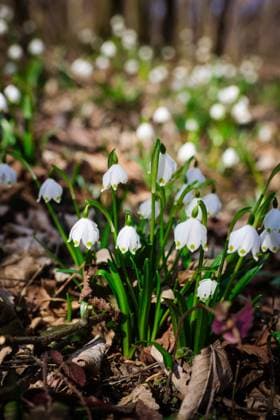 04.03.2025, HANDENBBERG, AUT, Unterwegs in Oberösterreich, Symbolbild, Themenbild, Verschiedene Themenbilder, FRÜHLINGSBOTEN, FRÜHLING 2025, im Bild Frühlingsknotenblumen, SCHNEEGLÖCKCHEN, Schon gibt es die ersten Schneeglöckchen bzw. Frühlingsknotenblumen bei uns, wenn auch noch ein wenig klein die Blumen sind., *** 04 03 2025, HANDENBBERG, AUT, On the road in Upper Austria, Symbolic picture, Theme picture, Various theme pictures, SPRING MESSAGE, SPRING 2025, in the picture spring knot flowers, SNOWLOCKS, We already have the first snowdrops or spring knot flowers, even if the flowers are still a little small,