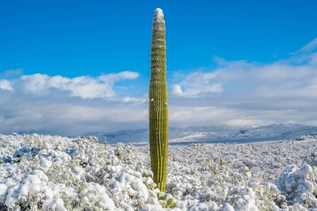 Kalendermotive: Kakteen Snow Capped Serenity in Saguaro National Park, Arizona Tucson, Arizona, United States R_FPNSIS250226-1666637-01