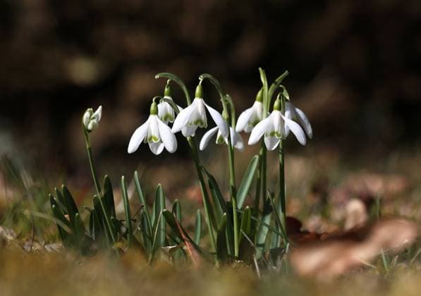 Hier einige Schneeglöckchen, Galanthus, Frühlingsboten, Pflanzen, Amaryllisgewächse, weiss *** Here are some snowdrops, Galanthus, heralds of spring, plants, amaryllis plants, white