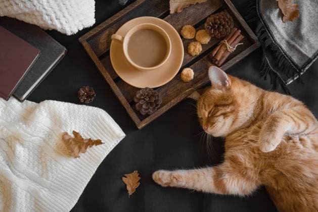 Herbst-Hygge Herbst-Hygge Copyright: xZoonar.com OksanaxBratanovax 22972056