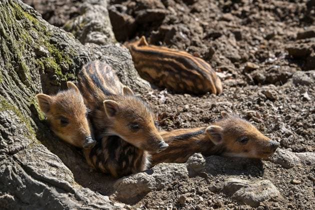 Entertainment Themen der Woche KW10 Entertainment Bilder des Tages Wild boar piglets born in the second half of February at the Holedna preserve in Brno, Czech Republic, pictured on March 6, 2025. (CTKxPhoto VaclavxSalek) CTKPhotoP2025030607086  CTKPhotoP2025030607086