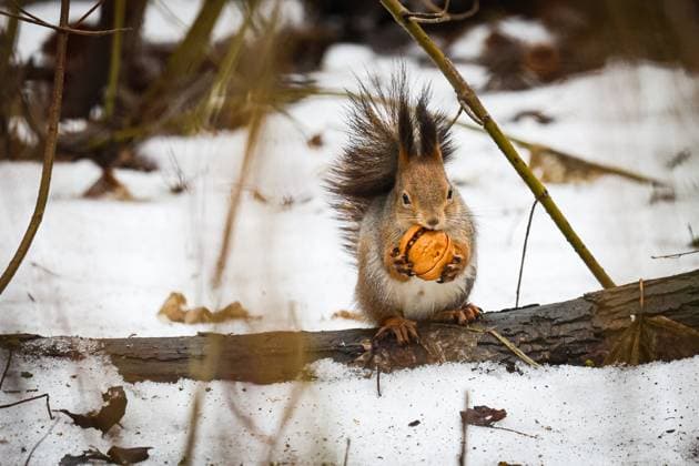 Entertainment Themen der Woche KW10 Creative Highlights World Entertainment Bilder des Tages Daily Life in St. Petersburg, Russia - 06 Mar 2025 A squirrel sits and eats a walnut at a park in St. Petersburg. St. Petersburg Russia Copyright: xArtemxPriakhinx xSOPAxImagesx 2L7A3951
