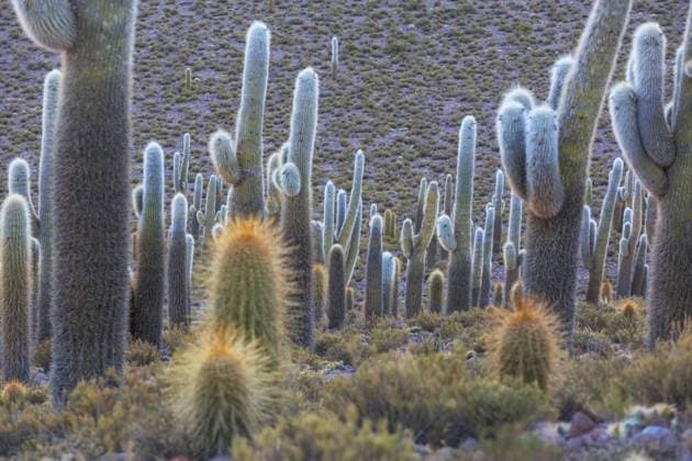 Kalendermotive: Kakteen Cactus in Chile Cactus in Chile Copyright: xZoonar.com GalynaxAndrushkox 22978475
