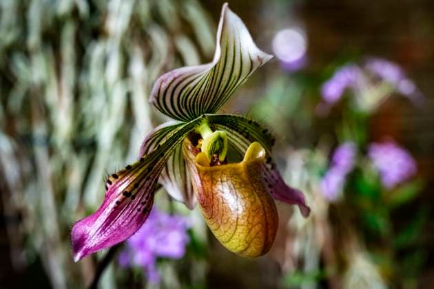 Creative Highlights World Start of Queens of Intrigue - Orchid Exhibition with Plant Sale in Fata Morgana Greenhouse in Botanical Garden in Prague, Czech Republic, March 6, 2025. (CTKxPhoto VitxSimanek) CTKPhotoP2025030606584  CTKPhotoP2025030606584