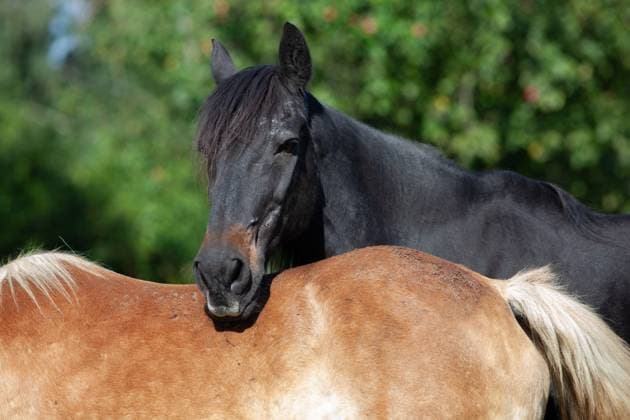 two horses cuddling, horses trusting each other in the meadow, horse resting head over the back two horses cuddling, horses trusting each other in the meadow, horse resting head over the back Copyright: xZoonar.com Photographer:xAnjaxJulix 22941210
