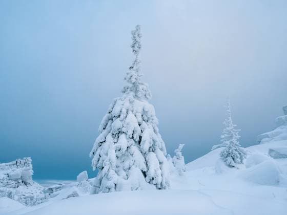 Snow covered Christmas fir trees on mountainside Magical bizarre silhouettes of trees are plastered with snow. Arctic harsh nature. A mystical fairy tale of the winter misty forest. Snow covered Christmas fir trees on mountainside. Copyright: xZoonar.com StanislavxSablinx 22993115