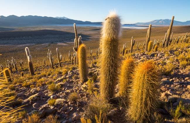 Kalendermotive: Kakteen Cactus in Chile Cactus in Chile Copyright: xZoonar.com GalynaxAndrushkox 23002160