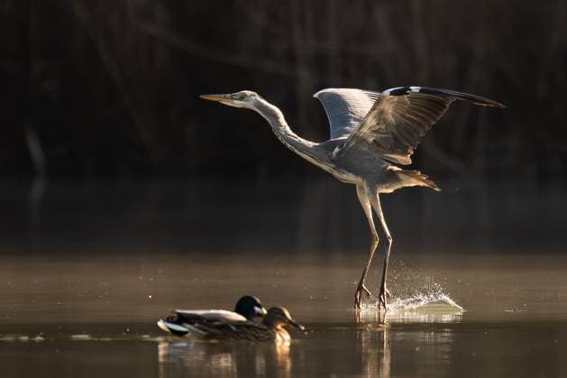 Entertainment Themen der Woche KW10 Ein Graureiher fliegt im Morgenlicht über den Linsenbergweiher im Rottweiler Teilort Göllsdorf. Rottweil Baden-Württemberg Deutschland *** A gray heron flies in the morning light over the Linsenbergweiher in the Rottweiler suburb of Göllsdorf Rottweil Baden Württemberg Germany