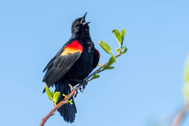 Creative Highlights World March 8, 2025, Delray Beach, Florida, USA: A Red winged Blackbird sings in the Wakodahatchee Wetlands in Delray Beach, Florida on March 8, 2025. Delray Beach USA - ZUMAt161 20250308_znp_t161_005 Copyright: xRonenxTivonyx