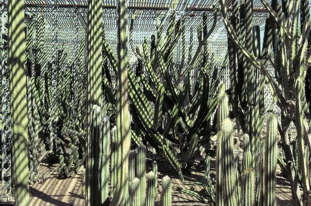 Desert Botanical Garden in Phönix größte Kakteen und Sukkulentensammlung der Welt, Arizona, U.S.A. Vereinigte Staaten von Amerika Desert Botanical Garden at Phoenix largest collections of cacti and succulents in world, Arizona, U.S.A. United States of America Copyright: imageBROKER dadxfotos ibljhl12407371.jpg