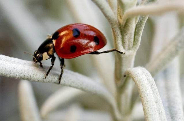 Creative Highlights World Germany: Ladybug on a lavender plant Ladybirds (Coccinellidae) are hemispherical, flying beetles whose wing covers usually have a varying number of conspicuous spots. Over 6,000 species are known. Berlin Steglitz Germany Copyright: SimonexKuhlmey