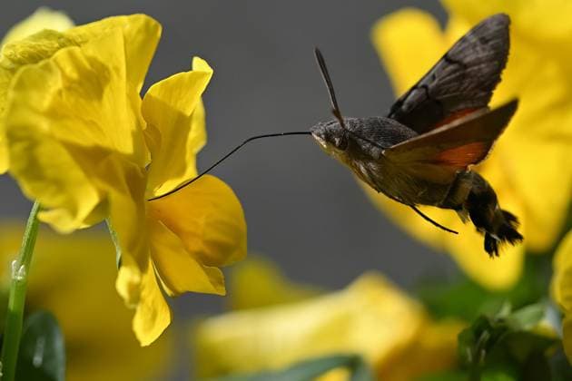 Creative Highlights World March 9, 2025, Bakov Nad Jizerou, Czech Republic: The Hummingbird hawk-moth (Macroglossum stellatarum) is remarkable for its hovering flight resembling a hummingbird, its ability to feed on nectar while in flight, its migratory nature, its activity during the day, its unique appearance, and its adaptation to warm temperatures. This fascinating and easily spotted moth is often called the hummingbird of moths Bakov Nad Jizerou Czech Republic - ZUMAr156 20250309_aap_r156_001 Copyright: xSlavekxRutax