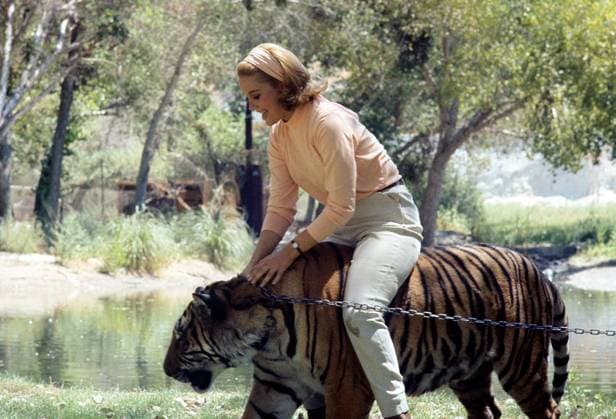 Archivbilder der Woche KW10 DAKTARI, Cheryl Miller, Sarang the tiger, (1966), 1966-69. ph: Russ Halford TV Guide courtesy Everett CollectionTSDDAKT EC032 PUBLICATIONXNOTxINxCANxCHNxFRAxITAxJPNxNORxPOLxRUSxESPxUKxUSA Copyright: xx TSDDAKT EC032 TSDDAKT_EC032_H