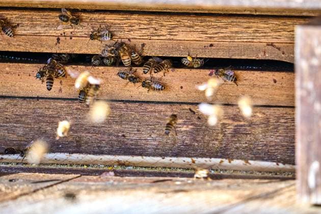News Themen der Woche KW10 News Bilder des Tages Bavaria, Germany - March 9, 2025: A bee colony is active at the entrance hole of a beehive. The honey bees fly in and out, collect nectar and contribute to pollination - an essential part of the ecological cycle and nature. *** Ein Bienenvolk ist am Einflugloch eines Bienenstocks aktiv. Die Honigbienen fliegen aus und ein, sammeln Nektar und tragen zur Bestäubung bei ein essenzieller Teil des ökologischen Kreislaufs und der Natur.