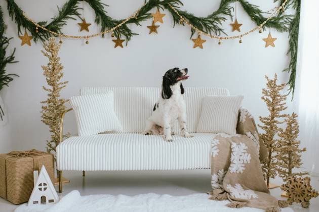 Cocker spaniel dog sitting on festive Christmas couch with copy space Chicago, Illinois, United States R_AKAO250305-1663941-01