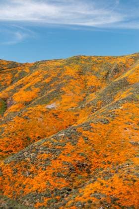 Creative Highlights World Vibrant Superbloom of California Poppies Covering Rolling Hills United States, California, Los Angeles R_HNZK250307-1673274-01