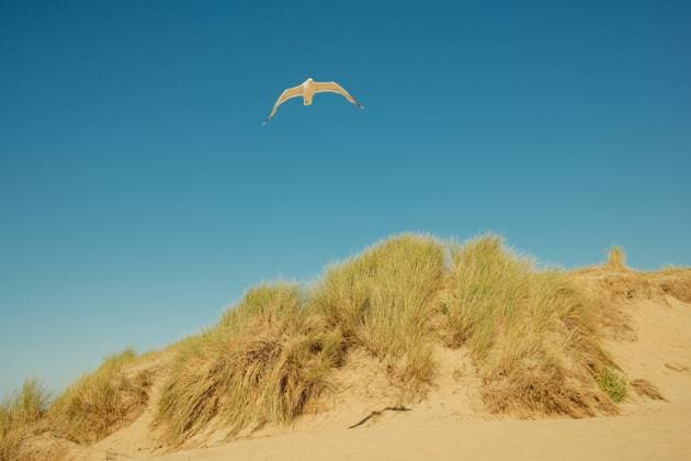 Seagull flying over sand dunes on sunny day with blue sky Wassenaar, South Holland, Netherlands R_OSBJ250212-1524487-01