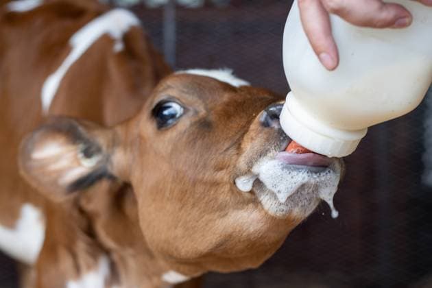 Close-up of a calf drinking milk from a bottle, foamy milk dripping. Armstrong, British Columbia, Canada R_PESF250308E0-1656141-01 ,property released