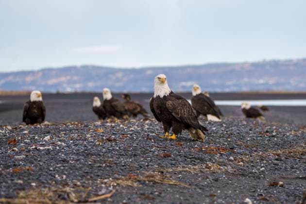 Creative Highlights World Bald Eagles Perched Near a Rocky Shore on a Cloudy Day Homer, Alaska, United States R_SYVS250307-1671758-01