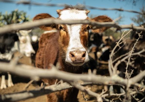 brown calf standing behind fence of sticks San Miguel de Allende, Guanajuato, Mexico R_WDJM250305-1647532-01