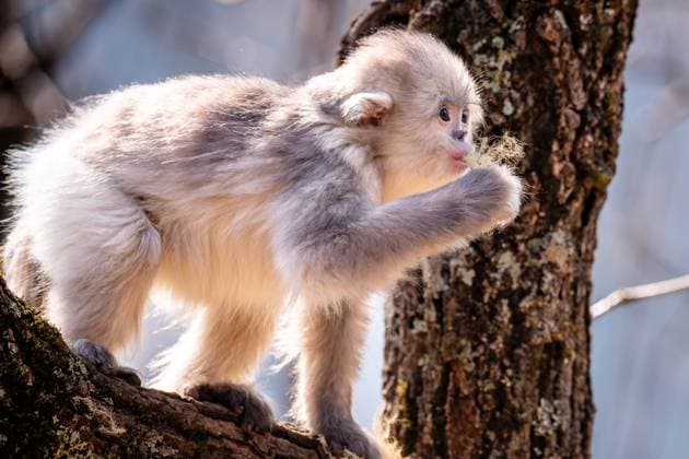 Creative Highlights World (250312) -- BEIJING, March 12, 2025 -- A snub-nosed monkey is pictured at the Baima Snow Mountain National Nature Reserve in southwest China s Yunnan Province, March 10, 2025. The black-and-white snub-nosed monkey, also known as the Yunnan golden hair monkey, is a national first-class protected animal of China. The species is also on the Red List of the International Union for Conservation of Nature (IUCN). ) XINHUA PHOTOS OF THE DAY HuxChao 