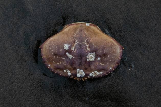 Creative Highlights World Barnacle-covered crab shell rests on wet, dark sand on Ocean Beach. San Francisco, California, United States R_GNNO250310ED-1673365-01