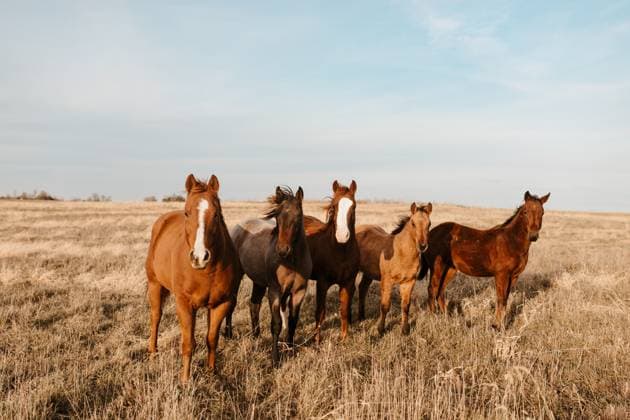 A herd of horses standing together on a sunlit Kansas prairie. United States, Kansas, Manhattan R_QJDL250212A-1635082-01 ,property released