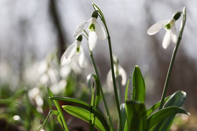 RUSSIA, REPUBLIC OF CRIMEA - MARCH 12, 2025: Snowdrops in bloom in the vicinity of the village of Vesyoloye in spring. Sergei Malgavko TASS  79051297