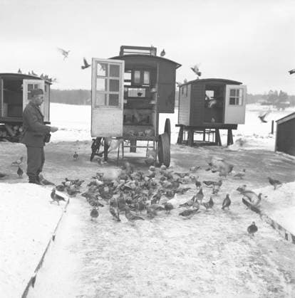 Schwedische Armee während des Zweiten Weltkriegs. Ein Soldat füttert Kriegstauben, wobei die tragbaren Schläge zu sehen sind. Kriegstauben wurden während des Zweiten Weltkriegs vom schwedischen Militär eingesetzt. Die Tauben überbrachten Nachrichten von einem Ort zum anderen, oft ein Stück Papier in einem kleinen Metallbehälter, der am Bein der Taube befestigt war. Die Brieftauben wurden von einer Spezialeinheit des schwedischen Militärs betreut und ausgebildet. Brieftauben spielten eine wichtige Rolle bei der Invasion in der Normandie, da Funkgeräte nicht verwendet werden konnten, weil man befürchtete, daß wichtige Informationen vom Feind abgefangen werden könnten. Schweden, Dezember 1940. Kristoffersson ref 184 9 Swedish army during W Copyright: imageBROKER Sjoberg ibljsj12891993.jpg