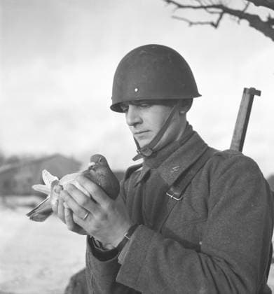 Schwedische Armee während des Zweiten Weltkriegs. Man sieht einen Soldaten, der eine Taube in den Händen hält. Kriegstauben wurden während des Zweiten Weltkriegs vom schwedischen Militär eingesetzt. Die Tauben überbrachten Nachrichten von einem Ort zum anderen, oft ein Stück Papier in einem kleinen Metallbehälter, der am Bein der Taube befestigt war. Die Brieftauben wurden von einer Spezialeinheit des schwedischen Militärs betreut und ausgebildet. Brieftauben spielten eine wichtige Rolle bei der Invasion in der Normandie, da Funkgeräte nicht verwendet werden konnten, weil man befürchtete, daß wichtige Informationen vom Feind abgefangen werden könnten. Schweden, Dezember 1940. Kristoffersson ref 184 17 Swedish army during WW2. A soldier Copyright: imageBROKER Sjoberg ibljsj12891992.jpg