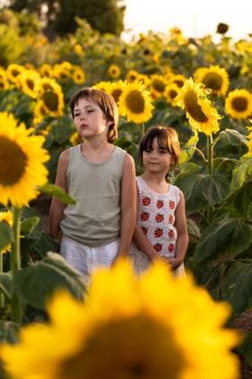 Creative Highlights Symbolfotos MR_ID27189_20151_LeoBosquetCarli.jpg, MR_ID27189_20150_MayaBosquetCarli.jpg Two children stand among tall sunflowers in a field, enjoying the warm sunlight. The vibrant yellow flowers surround them, creating a cheerful summer atmosphere. Model Released MagdalenaCarli_ID27189_781917_010 Copyright: xMagdalenaxCarlix