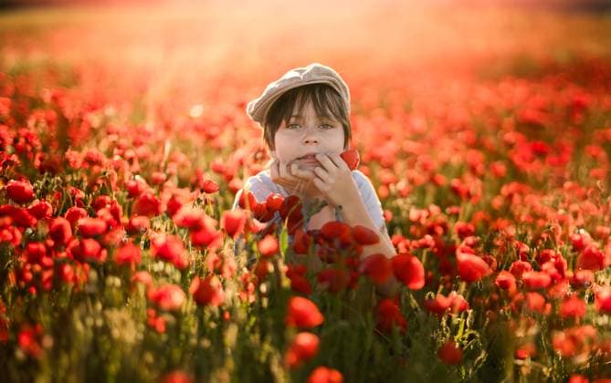 Creative Highlights Symbolfotos MR_ID27203_20165_MayaBosquetCarli.jpg, MR_ID27203_20166_LeoBosquetCarli.jpg A young boy in a field of Papaver rhoeas, commonly known as common poppy or red poppy. He is holding a poppy close to his face, surrounded by a sea of red flowers, illuminated by warm sunlight. Model Released MagdalenaCarli_ID27203_782366_037 Copyright: xMagdalenaxCarlix