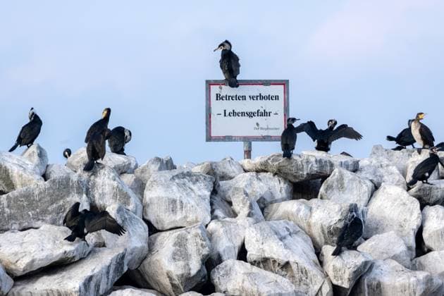 Entertainment Themen der Woche KW11 Entertainment Bilder des Tages Kormorane auf Nahrungssuche An der Mole im Hafen von Barth (Mecklenburg-Vorpommern) sind zahlreiche Kormorane zu sehen. Mehrere tausend Kormorane haben sich dort versammelt und suchen nach Nahrung. Während Touristen das beeindruckende Naturschauspiel genießen, sorgen die großen Kormoranscharen bei Fischern für Unmut. Barth Mecklenburg-Vorpommern Deutschland *** Cormorants in search of food Numerous cormorants can be seen at the pier in the harbor of Barth Mecklenburg-Vorpommern Several thousand cormorants have gathered there looking for food While tourists enjoy the impressive natural spectacle, the large flocks of cormorants cause displeasure among fishermen Barth Mecklenburg-Vorpommern Germany