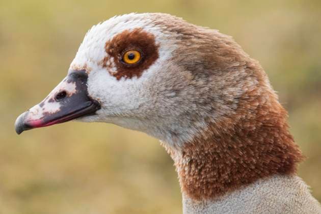 Creative Highlights World Portrait einer Nilgans (Alopochen aegyptiaca) am Decksteiner Weiher in Köln. Sie ist afrikanischen Ursprungs und lebt an nahrungsreichen Binnenseen und Flüssen. Sie gilt als der häufigste afrotropische Entenvogel. *** Portrait of a Nile goose (Alopochen aegyptiaca) at the Decksteiner Weiher in Cologne. It is of African origin and lives in food-rich lakes and rivers. It is considered the most common Afrotropical duck bird. Nordrhein-Westfalen Deutschland, Germany GMS18782