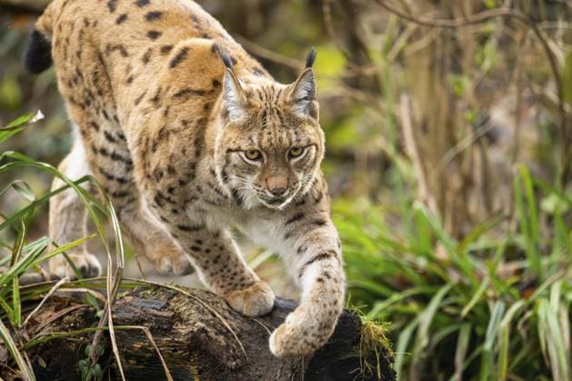 Eurasischer Luchs (Lynx lynx), im Wald, captive, Bayern, Deutschland, Europa Eurasian lynx (Lynx lynx), in a forest, captive, Bavaria, Germany, Europe Copyright: imageBROKER Davidx&xMichaxSheldo ibxshe12916262.jpg