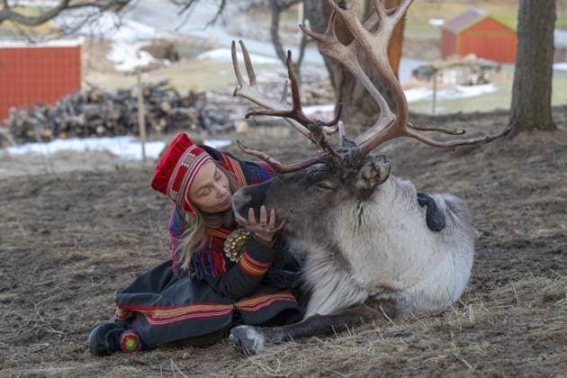 Rentier (Rangifer tarandus), Samen, Lappen, indigenes Volk, junge Frau betrahtet Rentier, Bodø, Norwegen, Europa Reindeer (Rangifer tarandus), Sami, Lapp, indigenous people, young woman begging reindeer, Bodø, Norway, Europe Copyright: imageBROKER ErichxSchmidt ibleri12818415.jpg
