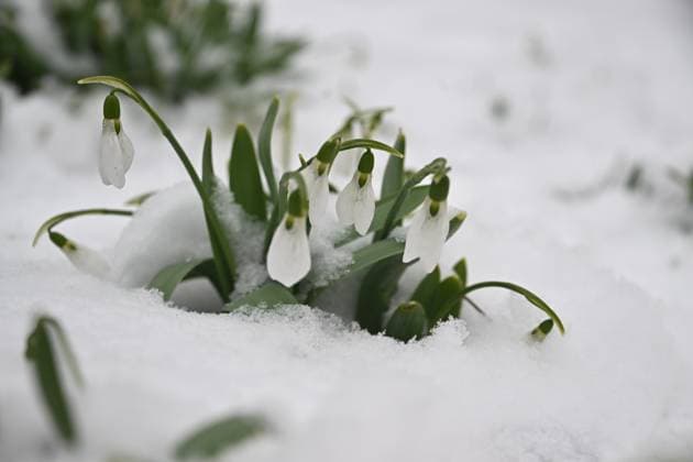 Moscow. Snowdrops in the snow. KomsomolskayaxPravda
