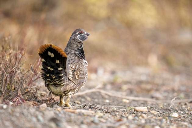 Creative Highlights World Detailed Photograph of a Spruce Grouse in Its Natural Environmen Denali Park, Alaska, United States CR_SYVS250318-1685462-01