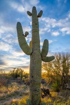 Creative Highlights World A long slender Saguaro Cactus in Tucson, Arizona Tucson, Arizona, United States R_FPNSIS250318BA-1686049-01