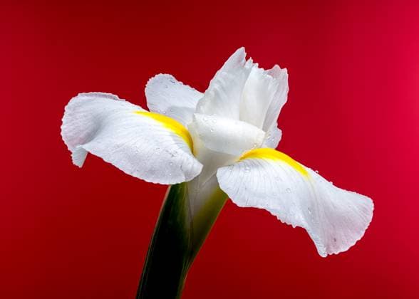 Creative Highlights World White Iris Hollandica Alaska Flower on red background Ukraine, Odesa Oblast, Odesa R_SEZA250318-1682443-01