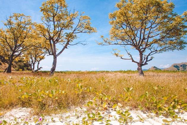 Creative Highlights World Golden leaves trees in an island - Labuan Bajo Labuhanbajo, Nusa Tenggara Timur, Indonesia R_VACI250318-1682435-01