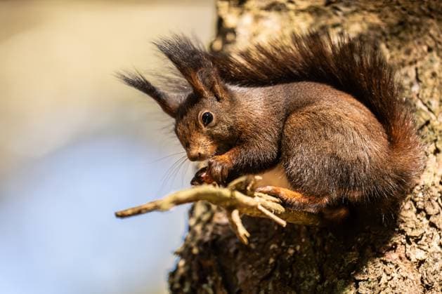 Creative Highlights World Ein Eichhörnchen hält sich an einem Baum im Doniswald bei Königsfeld fest und frisst dabei eine Nuss. Königsfeld im Schwarzwald Baden-Württemberg Deutschland *** A squirrel holds on to a tree in the Doniswald near Königsfeld and eats a nut Königsfeld in the Black Forest Baden Württemberg Germany
