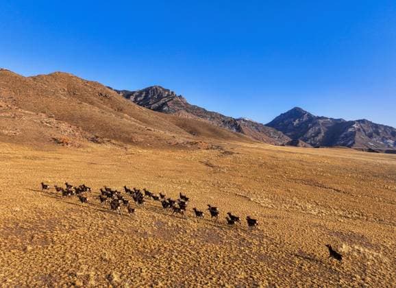 Creative Highlights World (250321) -- ALXA, March 21, 2025 -- A drone photo shows a group of elk at Helan Mountain Nature Reserve in Alxa Left Banner of Alxa League, north China s Inner Mongolia Autonomous Region, March 19, 2025. Li Dong, vice head of a management station of Helan Mountain Nature Reserve, has dedicated over 30 years to protecting the forests of Helan Mountain. With a pair of binoculars, Li conducts at least three remote-mountain patrols and six low-lying-mountain patrols each month, covering a cumulative distance of over 40,000 kilometers these years. The Helan Mountain Nature Reserve, established in 1992, is a forest and wildlife reserve located at the border of China s Ningxia Hui Autonomous Region and Inner Mongolia Autonomous Region. At present 