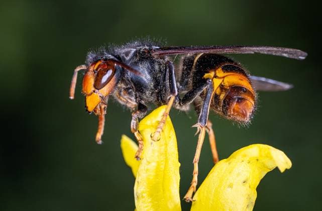 Asian hornets preying on hundreds of native insect species in Europe Close up on an Asian Hornet ( Vespa Velutina, Frelon Asiatique ) in Rosny Sous Bois near Paris on March 2025. Researchers at University of Exeter, UK warn many of the hunted species by Asian Hornets are important crop pollinators.The Asian hornet, or yellow-legged hornet, a voracious invasive, is native to south-east Asia. It arrived in France in a cargo of pottery from China about 20 years ago and spread rapidly across the continent. Photo by Christophe Geyres ABACAPRESS.COM Paris France  Copyright: xGeyresxChristophe ABACAx
