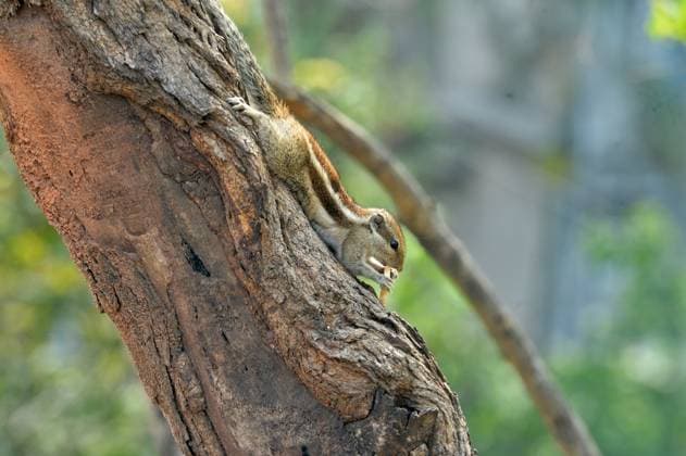 Creative Highlights World India Animal Squirrel A squirrel sits on a tree branch in Siliguri, India, on March 23, 2025. Siliguri India  Copyright: xDiptenduxDuttax originalFilename: dutta-notitle250323_nptsM.jpg