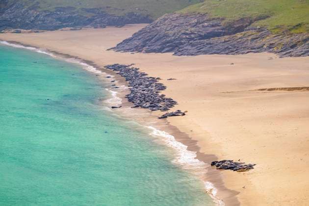 Creative Highlights World Grey seals resting on a remote beach on the abandoned island of Mingulay, Scotland, SMAF03023